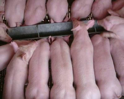 午夜成人无码福利免费视频APP名稱